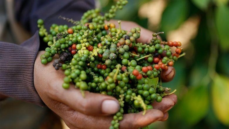 Bản tin nông sản hôm nay (14-6): Giá cà phê tiếp tục tăng mạnh