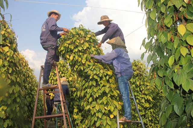 Bản tin nông sản hôm nay (23-6): Giá cà phê tăng nhẹ