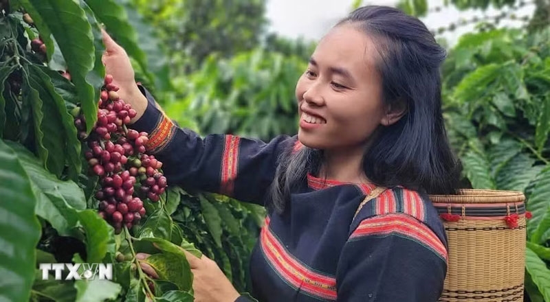 Bản tin nông sản hôm nay (21-6): Giá cà phê tăng, giá hồ tiêu giảm mạnh