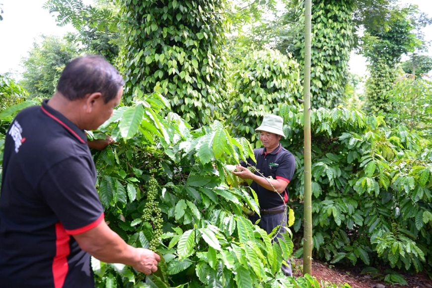 Bản tin nông sản hôm nay (28-6): Giá cà phê giảm, hồ tiêu neo ở mức cao​