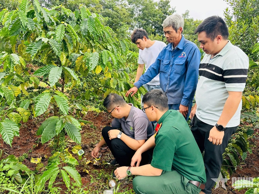 Đoàn Kinh tế – Quốc phòng 726 phối hợp tập huấn kỹ thuật chăm sóc vườn cây cho người lao động