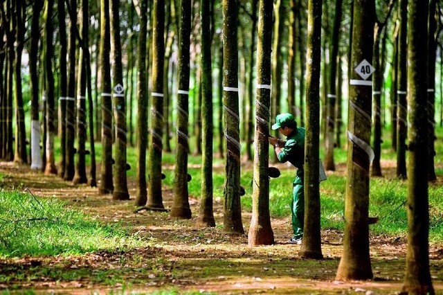 Một doanh nghiệp cao su báo lãi quý II tăng vọt, chuẩn bị thưởng cổ phiếu tỷ lệ “khủng” 300%