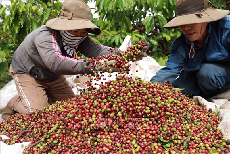 Bản tin nông sản hôm nay (23-7): Giá cà phê trong nước giảm mạnh