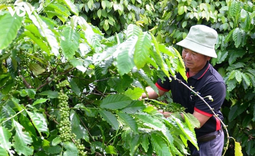 Bản tin nông sản hôm nay (21-7): Giá cà phê tăng, hồ tiêu neo ở mức cao