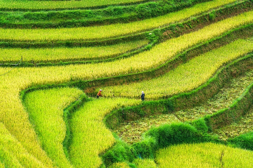 Giải pháp cho canh tác lúa bền vững