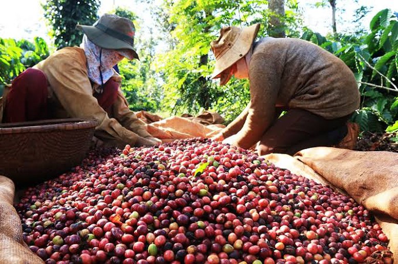 Dữ liệu vùng trồng: ‘Hộ chiếu số’ để nông sản Việt vươn tầm quốc tế