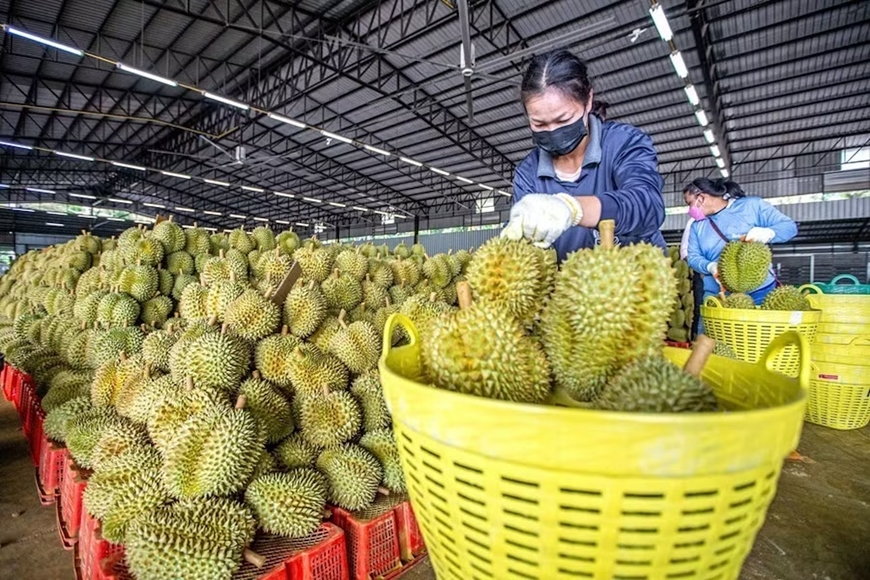 Hải quan chỉ đạo thông quan nhanh nông sản, ưu tiên sầu riêng xuất khẩu