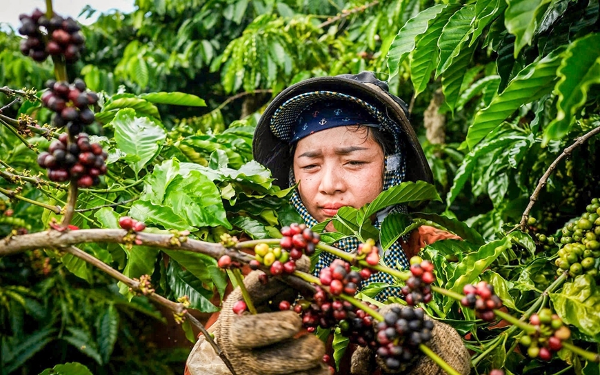 Bản tin nông sản hôm nay (29-8): Giá cà phê giảm, giá hồ tiêu ổn định