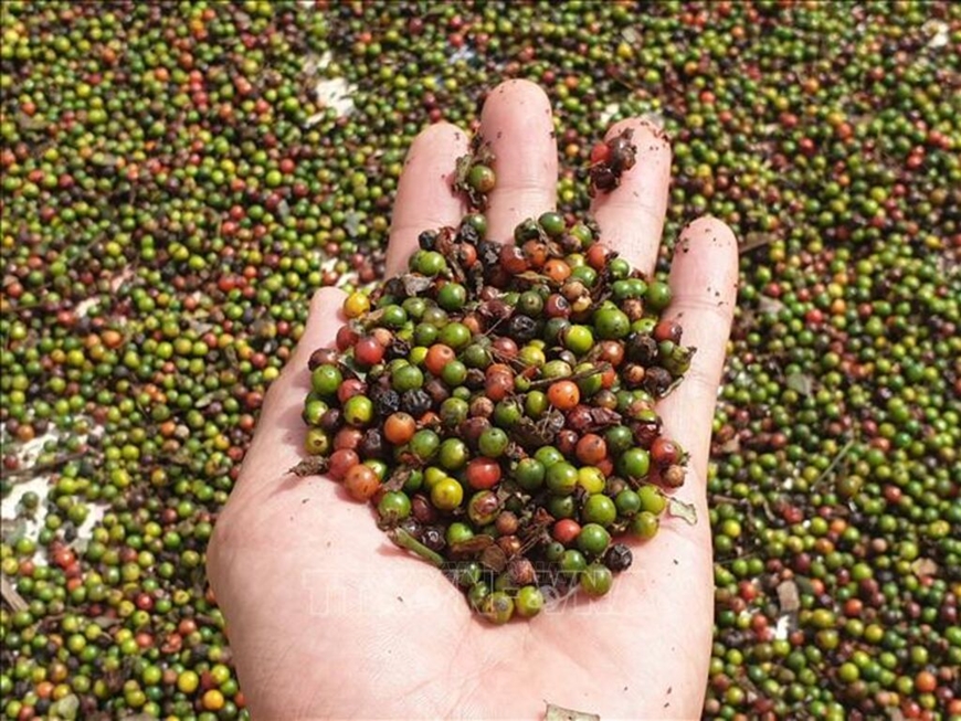 Bản tin nông sản hôm nay (2-9): Giá hồ tiêu duy trì ổn định