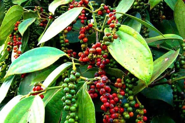 Bản tin nông sản hôm nay (4-9): Giá cà phê giảm