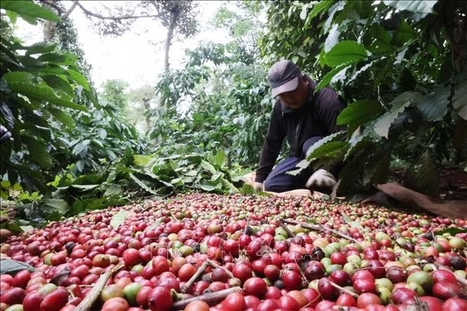 Bản tin nông sản hôm nay (12-10): Giá cà phê dao động trong khoảng 92.200-93.000 đồng/kg