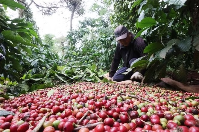Bản tin nông sản hôm nay (17-10): Giá cà phê giảm mạnh