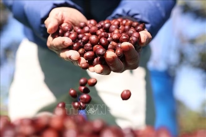 Bản tin nông sản hôm nay (25-10): Giá cà phê giảm