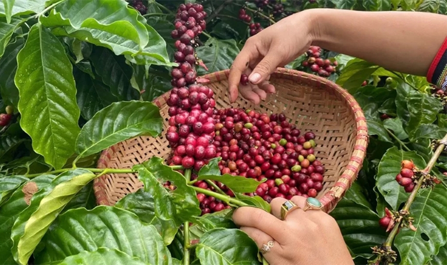 Bản tin nông sản hôm nay (30-10): Giá cà phê giảm