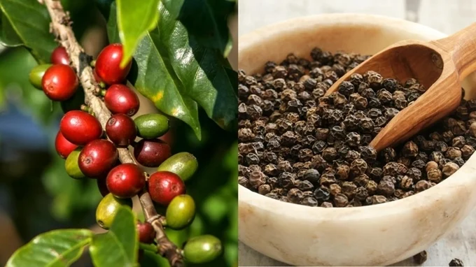Bản tin nông sản hôm nay (29-10): Giá cà phê đảo chiều tăng, hồ tiêu neo ở mức cao